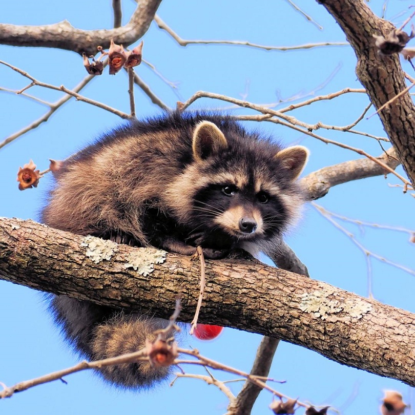 柿の木の枝にいるアライグマの成獣