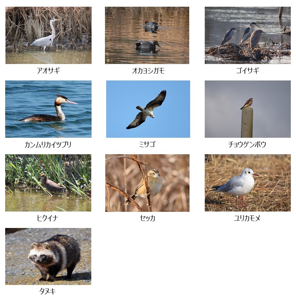 　堺市野鳥観察小屋で生息が確認された生物