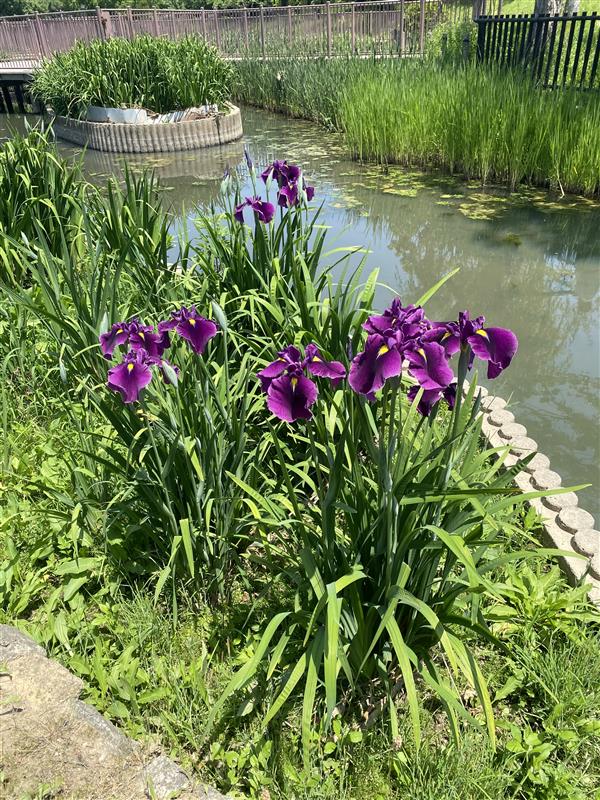 白鷺公園の花菖蒲 開花状況 堺市