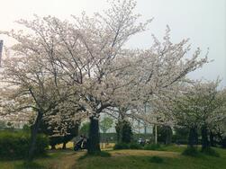 御池公園の写真2