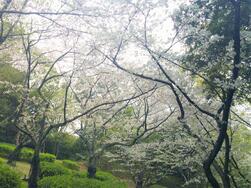 西原公園の写真2