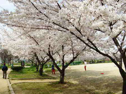 白鷺公園の写真