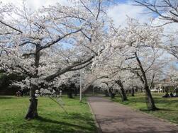 新檜尾公園の写真2