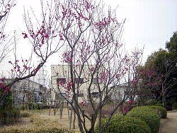 日本庭園の写真1