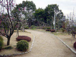 日本庭園の写真3
