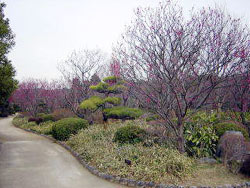 日本庭園の写真4