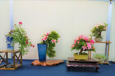 綺麗に咲き誇るさつき