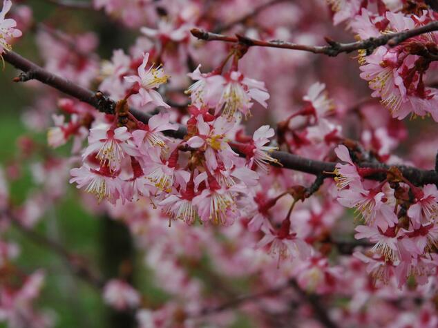 堺ブランド桜「与謝野晶子」の写真