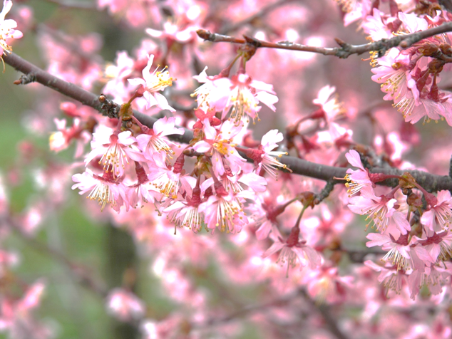 与謝野晶子桜