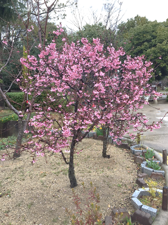 桜の全景