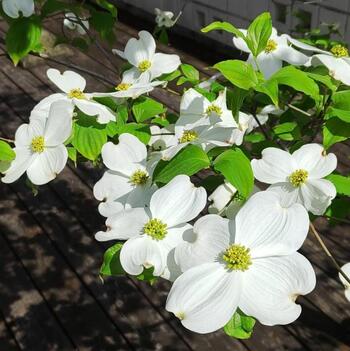 白色の花が咲いています