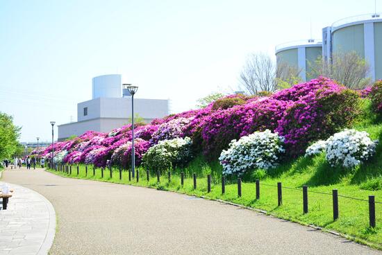 浅香山緑道のツツジ