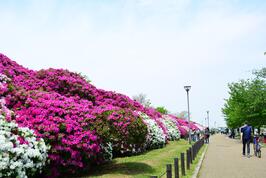 浅香山緑道