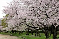 大仙公園の桜