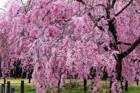 大仙公園の桜