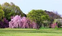 大仙公園の桜