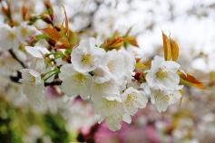 大仙公園の桜