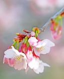 大仙公園の桜