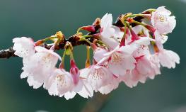 大仙公園の桜