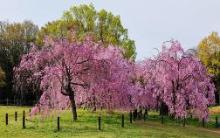 大仙公園の桜