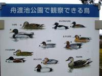 舟渡池公園野鳥の種類画像