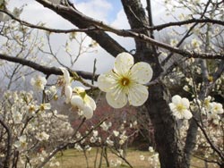 八重野梅の写真