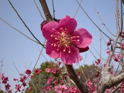 紅千鳥の写真