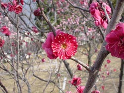 蘇芳梅の写真