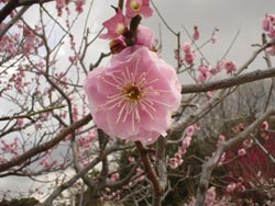 花香実の写真