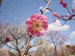 淋子梅の写真