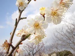 小梅の写真