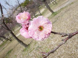 黒田の写真