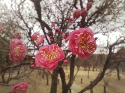 やえかんこうアップ