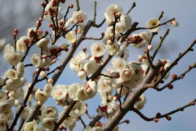 やえやばいアップ