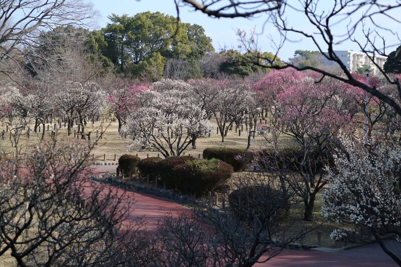 ばいりんちゅうおう