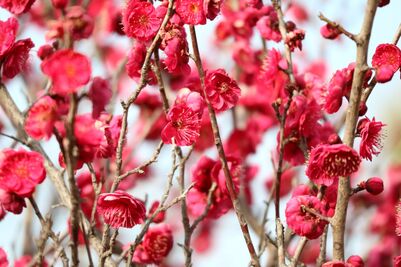 かごしまべにアップ