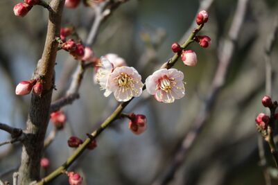 おうしゅくアップ