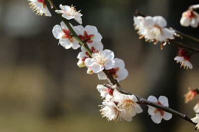 しろかがアップ