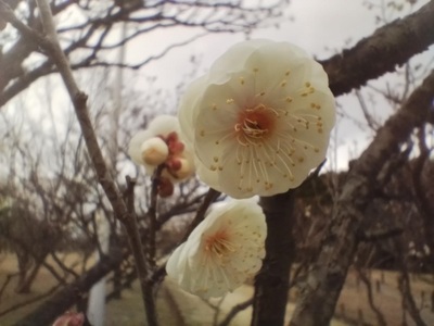 やえやばいアップ