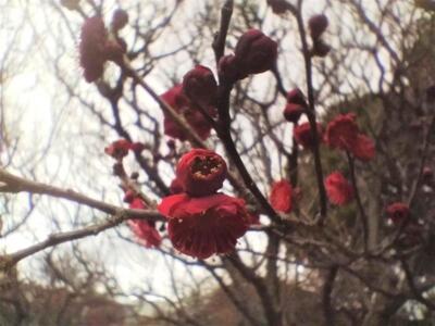 かごしまべにアップ