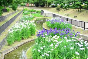 南砲台場跡(花菖蒲園)