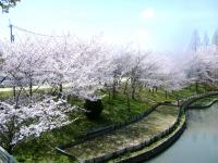 白鷺公園桜画像