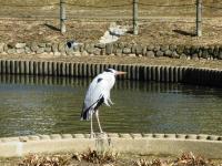 白鷺公園シラサギ画像