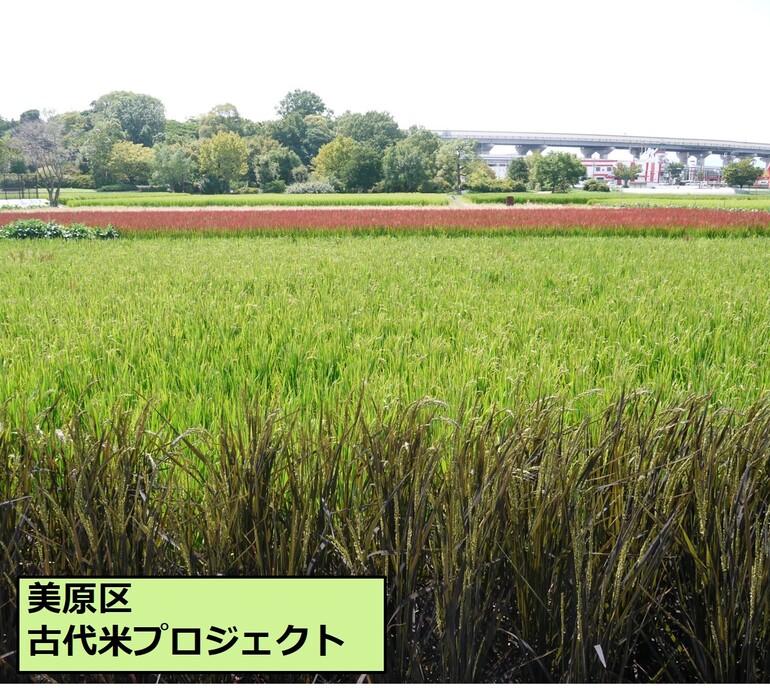 美原区古代米プロジェクト