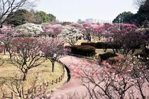 荒山公園の梅の写真