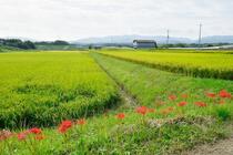 長峰の田んぼ2の写真