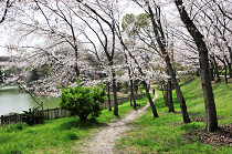 西原公園の桜の写真