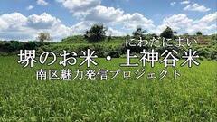 堺のお米・上神谷米