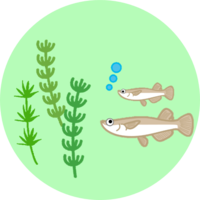 めだかイラスト