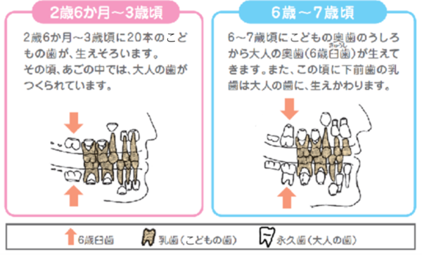 歯の生え方